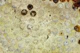 Agatized Fossil Coral Slab - Florida #188013-1